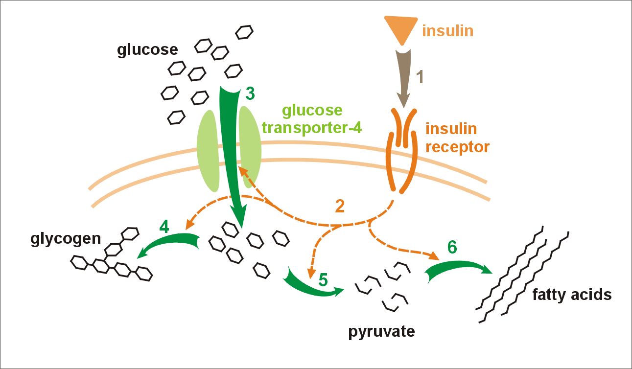 graphic of cell surface glucose and insulin receptor signaling