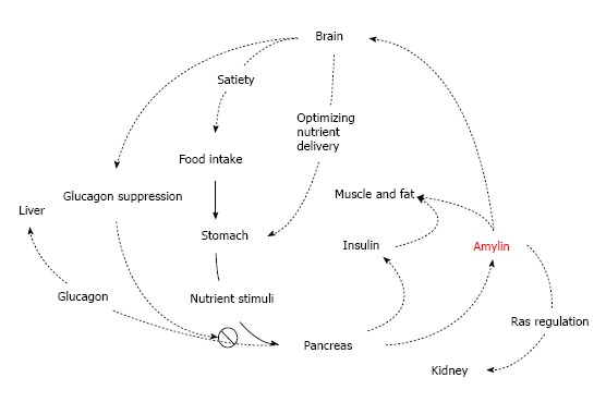 Graph of actions of amylin.