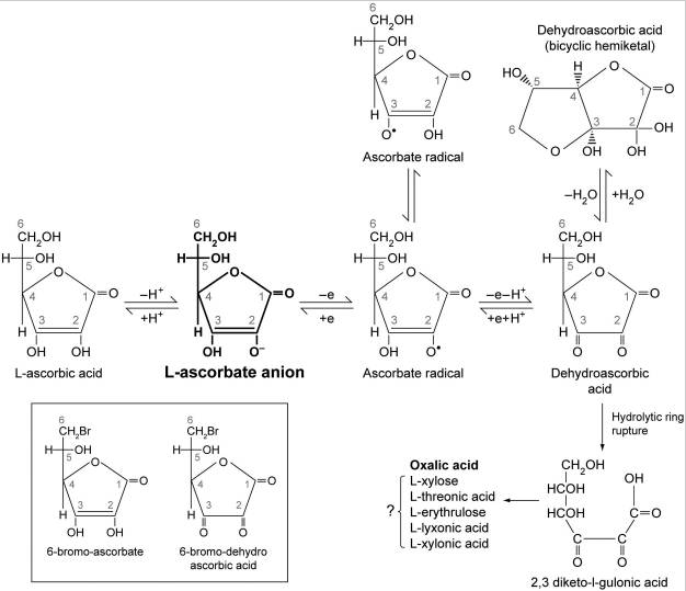 Ascorbic acid chemistry