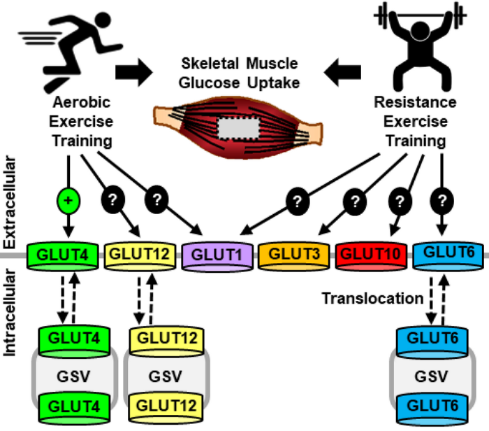 Glut-transporter model in exercise from Evans 2019